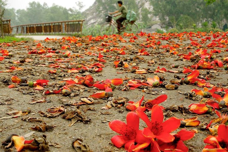 Cotton tree flowers in full bloom in early April - ảnh 8